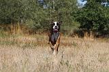 BOXER 040